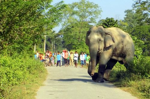 Neue Strategien für ein friedliches Zusammenleben mit Elefanten, Indien